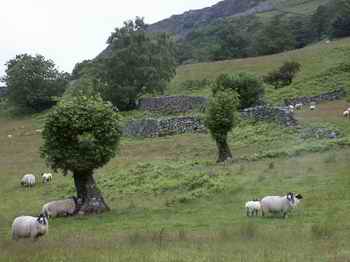 Photo of sheep grazing below pollarded ash trees in Borrowdale