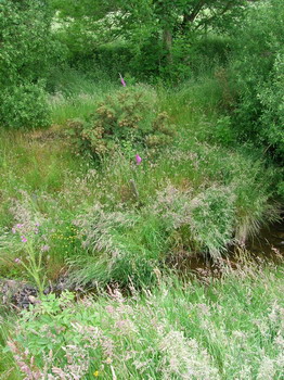 Photo of a wooded stream bank at Pontbren