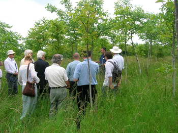 Photo of walnut silviculture