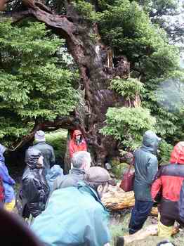 Photo of the Borrowdale yew