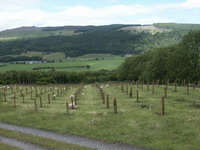 Photo of silvopastoral plot at Farrochil