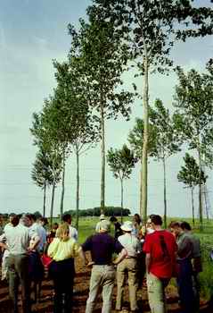 Photo: High-pruned poplars