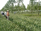 Photo of the Leeds University poplar site and link to more photographs<br />
of the 2001 meeting