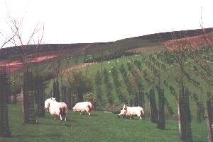 General view of Glensaugh site
