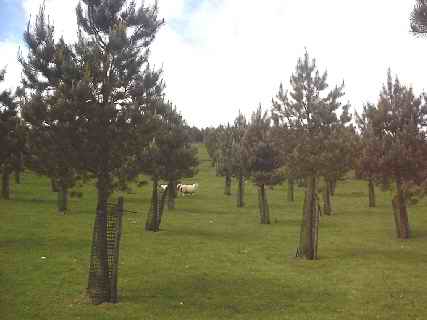12-year old Scots pine
