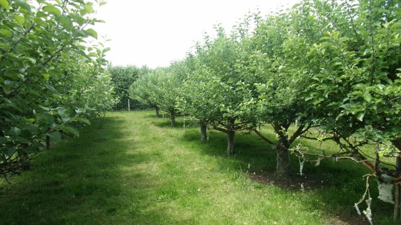 Orchard grazing experiment at Loughgall