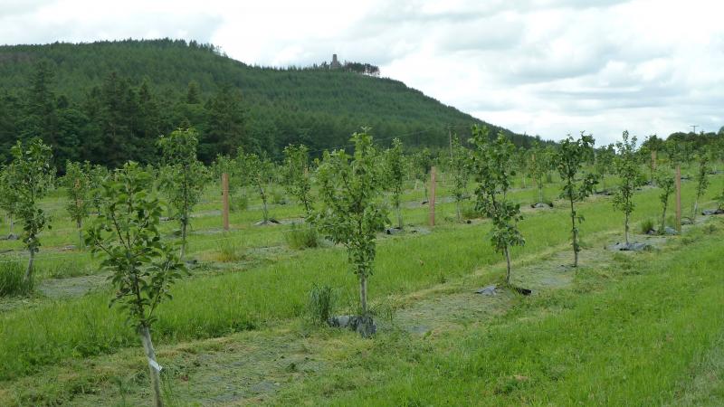 Orchard planting in Scotland