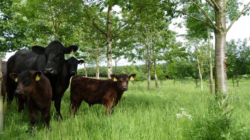 Aberdeen Angus cattle in farm woodland in Fife