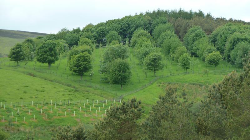 Image showing Agroforestry plot