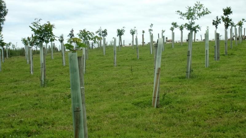 Ballyhaise silvopastoral agroforestry