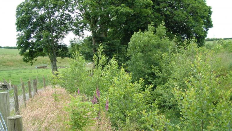 Pontbren riparian buffer trees and shelter belt