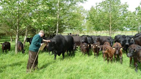 Farm woodland with Aberdeen Angus cattle
