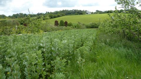 Silvoarable agroforestry with apple and broad beans