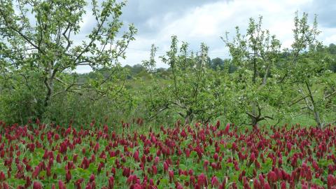 Agroforestry plot with crimson clover