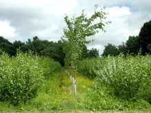  Wild cherry and willow coppice, Ireland (Paul Burgess) 