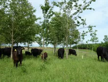  Cattle grazing in farm woodland (Jo Smith)