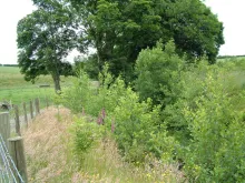  Windbreak and riparian buffer planting at Pontbren, Wales (David Pilbeam)