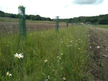  Parkhill Farm, Newburgh, silvoarable system (Jo Smith) 