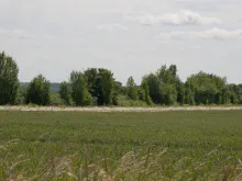  Well developed hedgerow at Medbury Farm, UK (Christian Gossel)