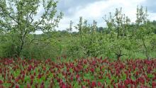 Crimson clover and apple in silvoarable agroforestry