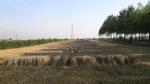 Silvoarable agroforestry with poplars and cereals