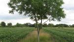 Potato and walnut in silvoarable agroforestry at Wakelyns Agroforestry