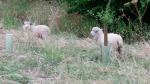 Sheep in silvopastoral agroforestry